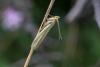 Selagia argyrella